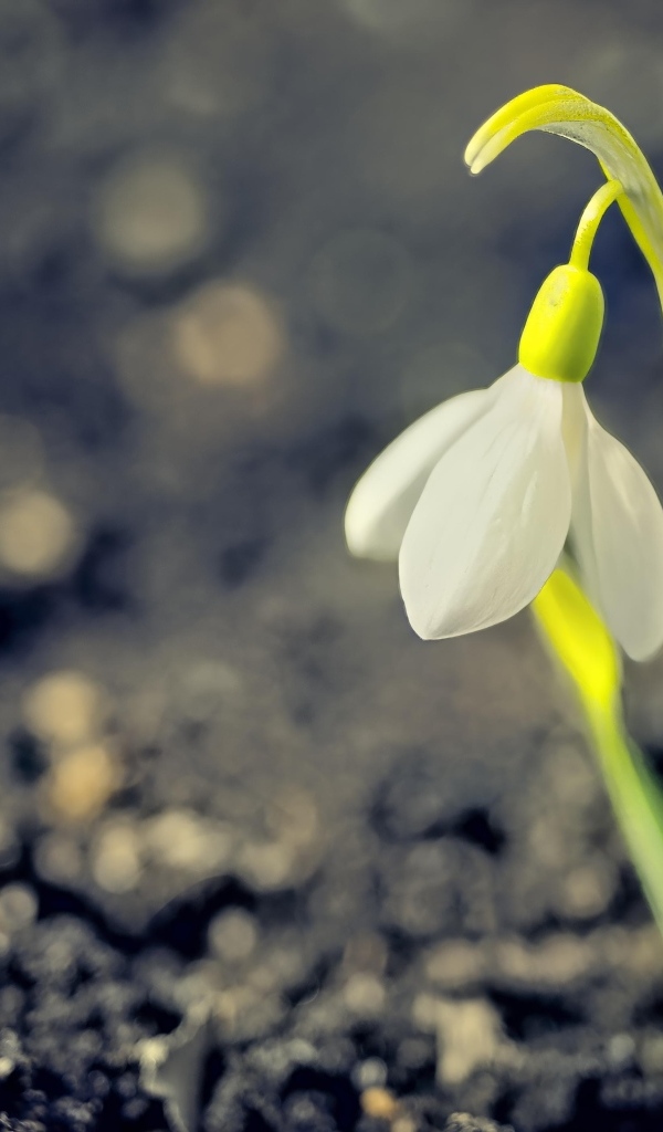 Один белый весенний подснежник на черной земле