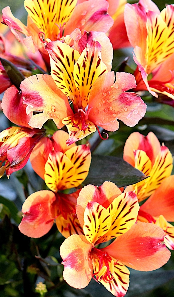 Оранжевые цветы альстромерия крупным планом