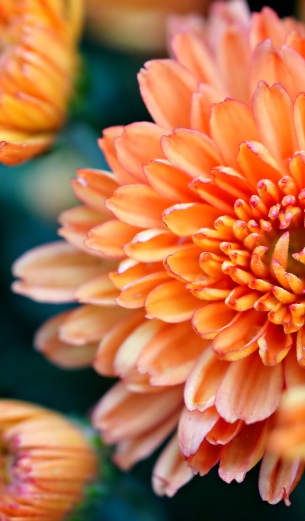 Оранжевые хризантемы на ветке крупным планом