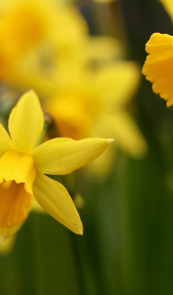 Оранжевые нарциссы на клумбе крупным планом