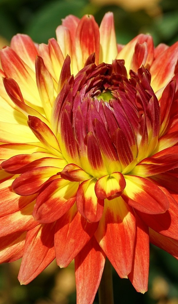 Оранжевый цветок георгина крупным планом