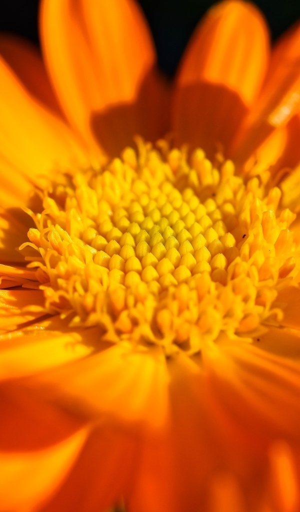 Оранжевый цветок георгина крупным планом