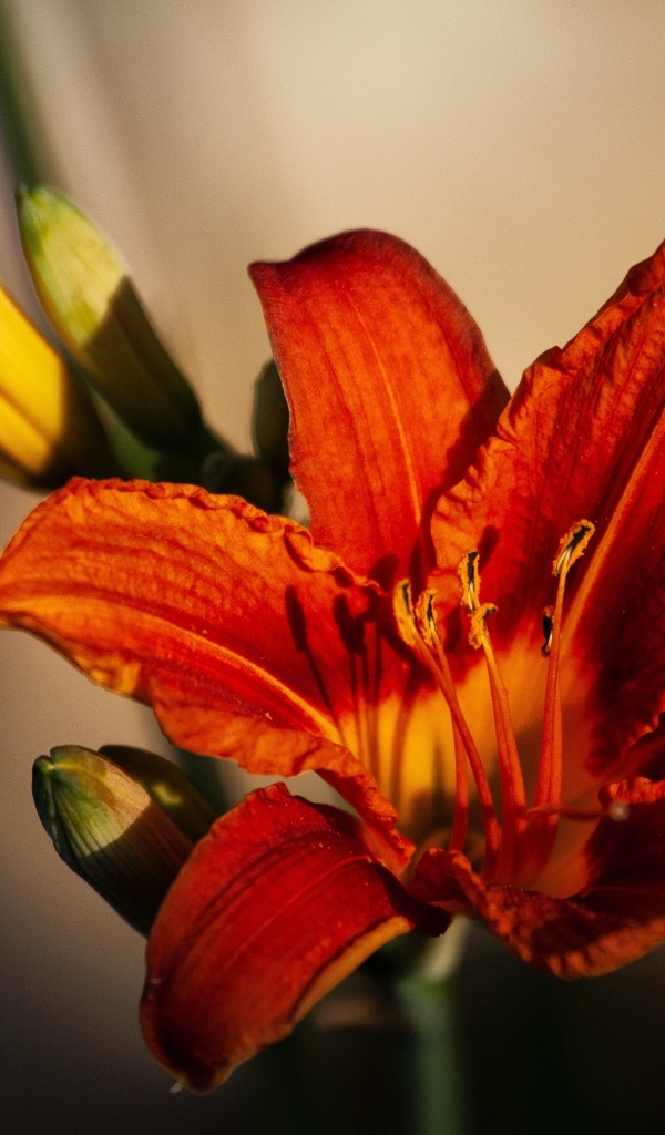 Оранжевый цветок лилейника с бутоном крупным планом