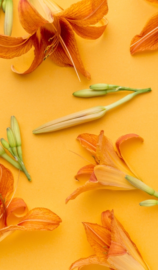 Оранжевые цветы лилейника на желтом фоне