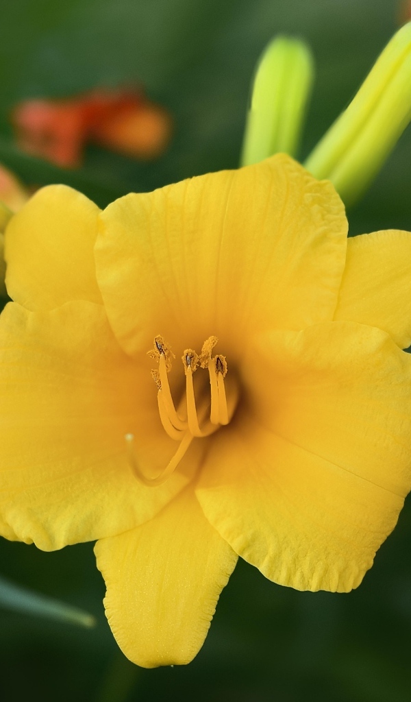 Оранжевый лилейник с бутонами крупным планом