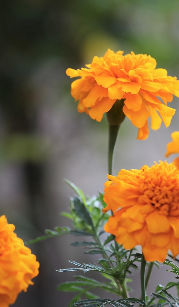 Оранжевые садовые цветы бархатцы