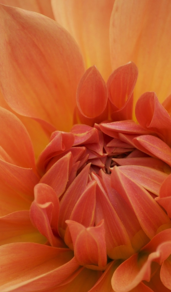 Оранжевый крупный цветок георгина крупным планом