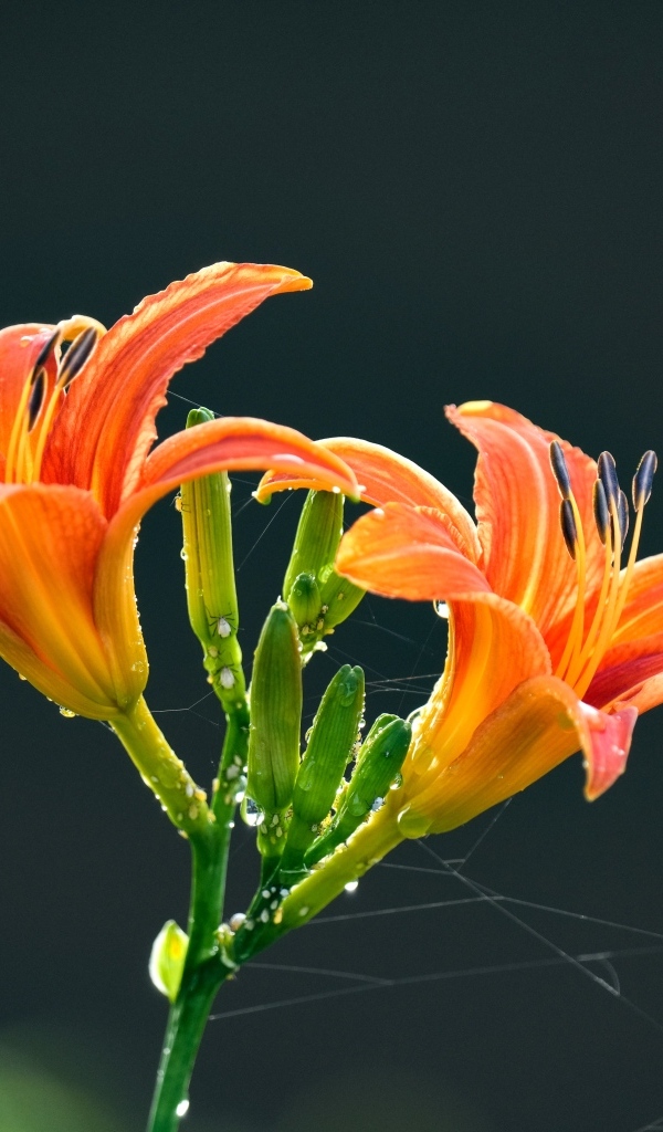 Оранжевые цветы лилии на черном фоне в каплях росы