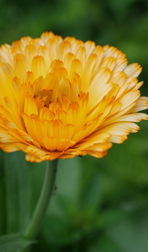 Оранжевый цветок ноготки крупным планом