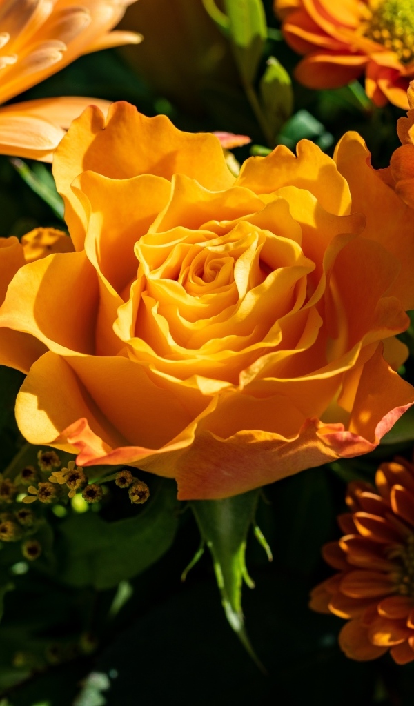 Оранжевые розы и хризантемы крупным планом