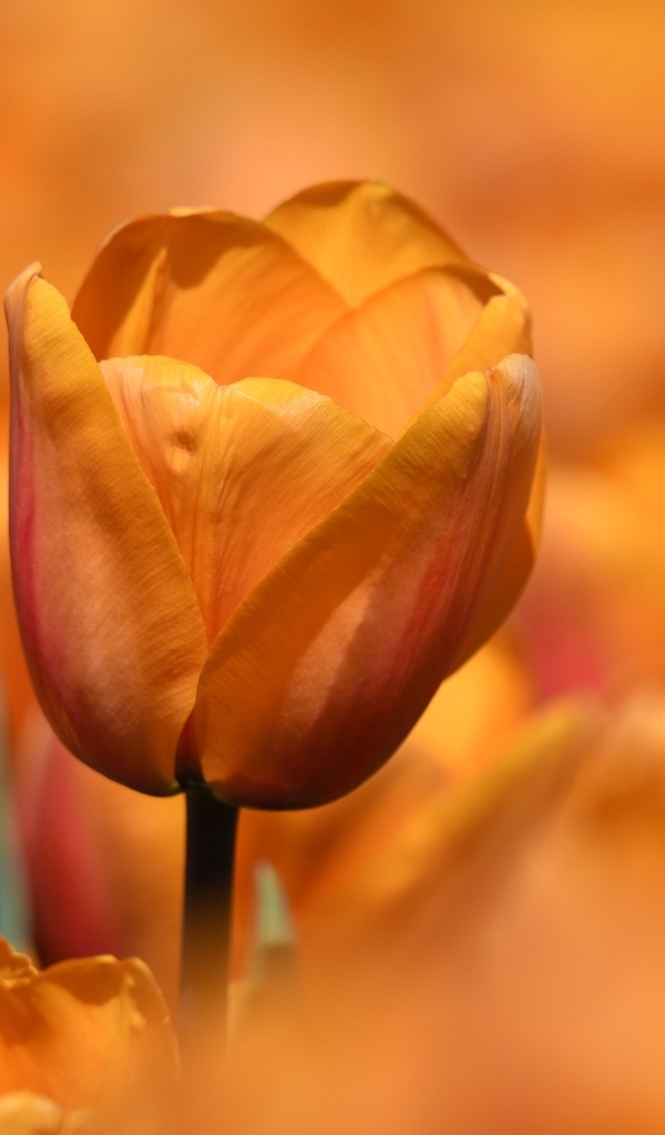 Оранжевый цветок тюльпана на клумбе крупным планом