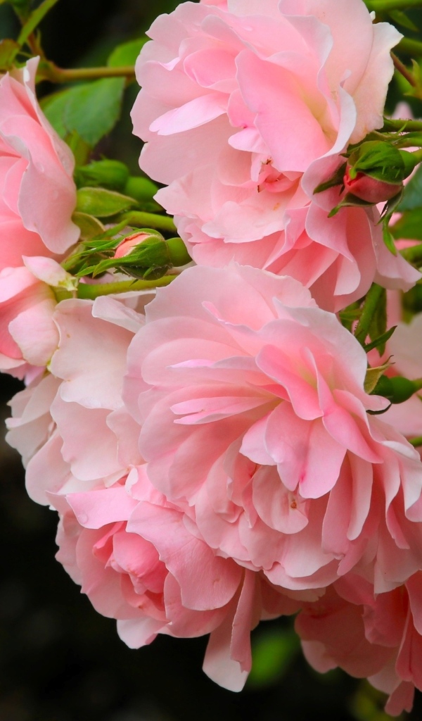 Куст парковой розы с розовыми цветами