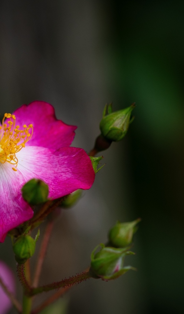 Парковая роза с бутонами крупным планом