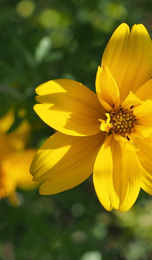 Многолетний желтый цветок хризантемы