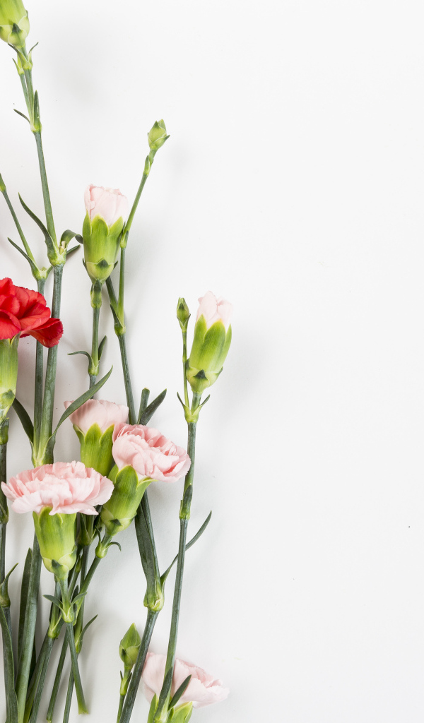 Розовые и красные гвоздики на сером фоне