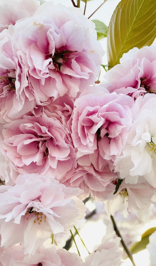 Розовые и белые цветы луизеания крупным планом