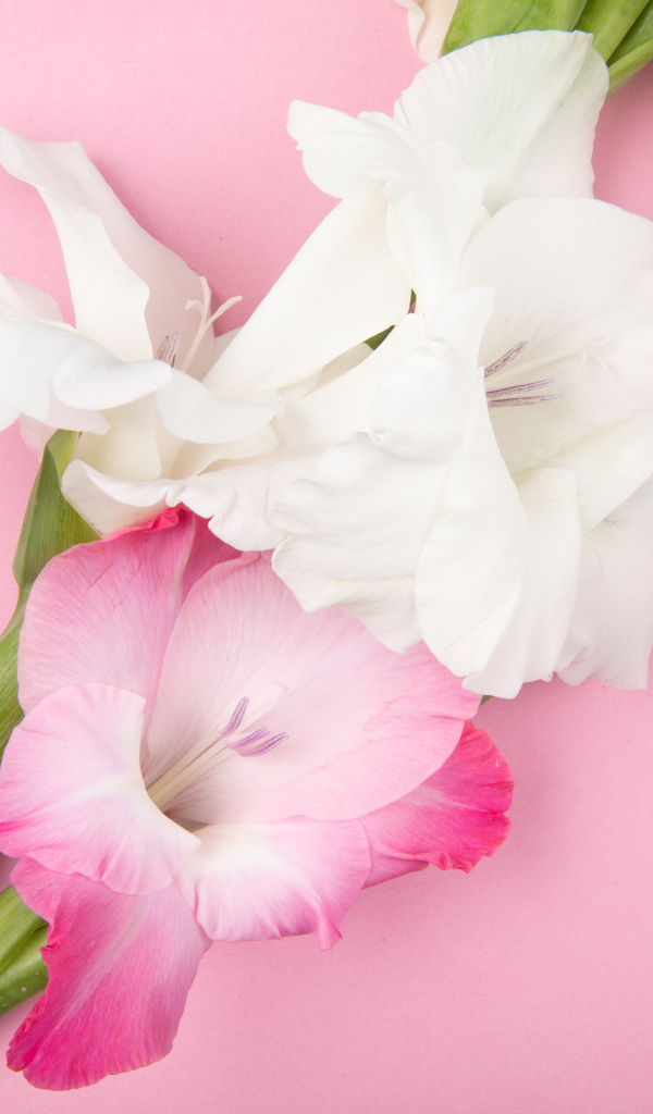 Розовые и белые цветы гладиолуса на розовом фоне