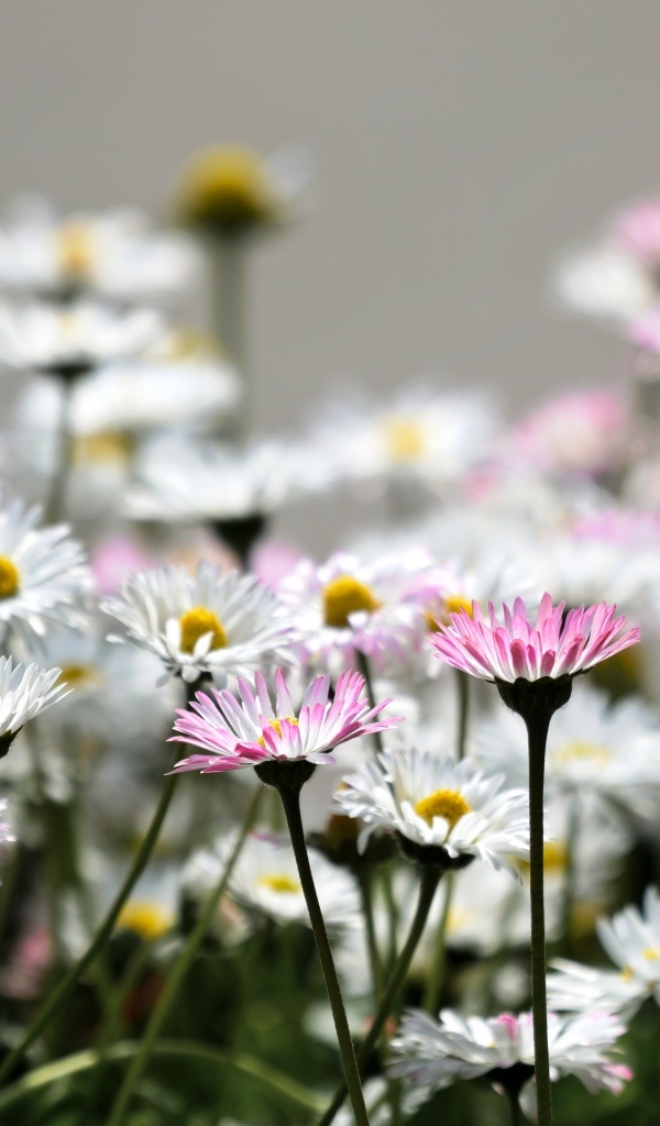 Розовые и белые мелкие цветы маргаритки