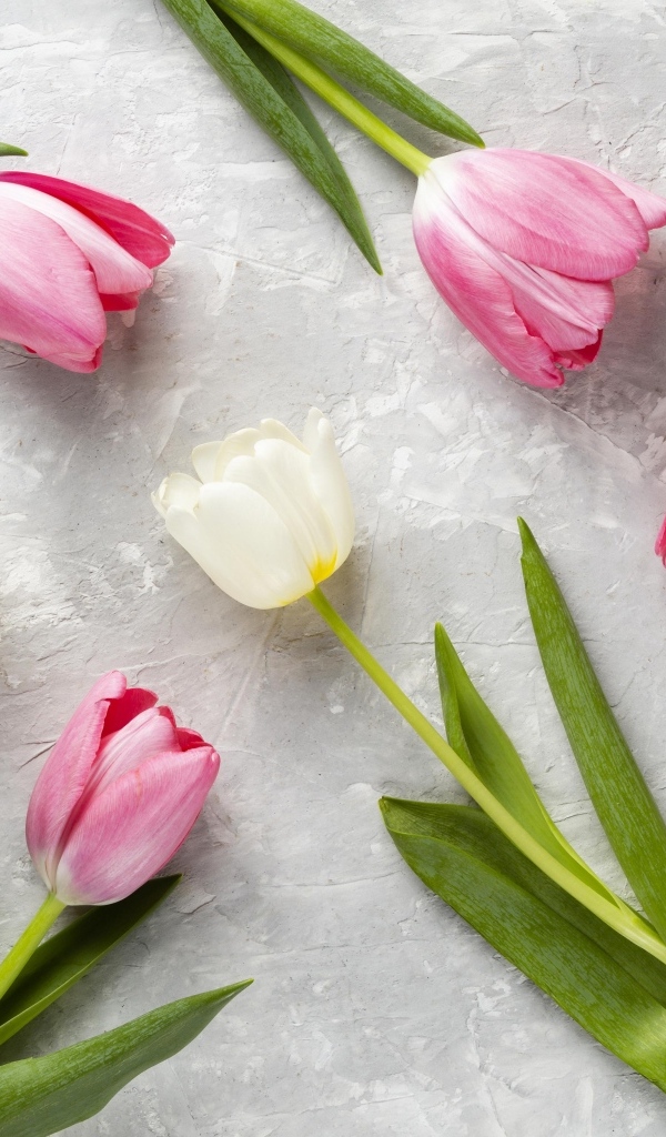 Розовые и белые тюльпаны на сером столе крупным планом