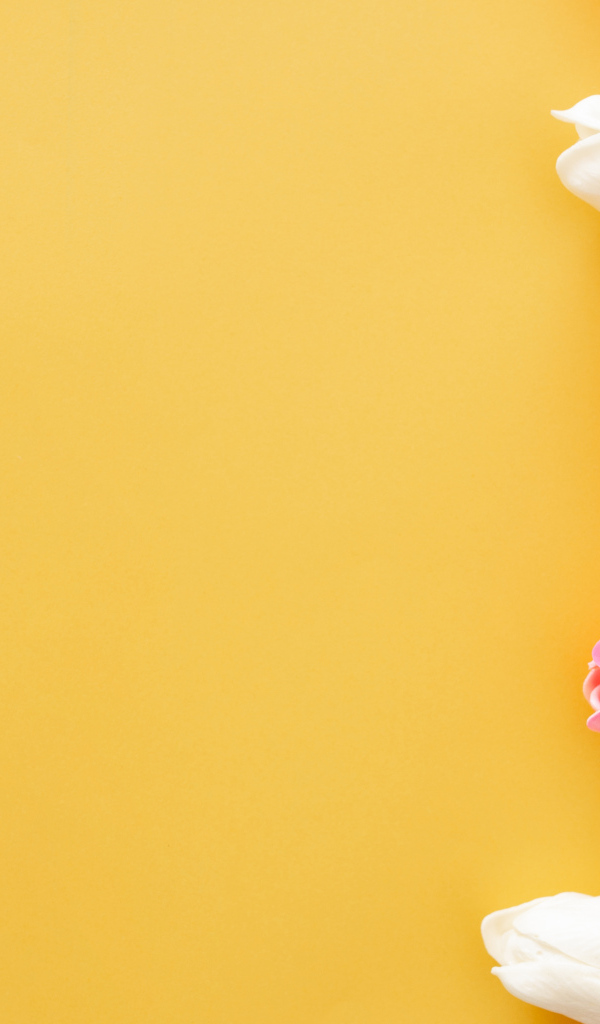 Розовые и белые тюльпаны на желтом фоне, шаблон для открытки