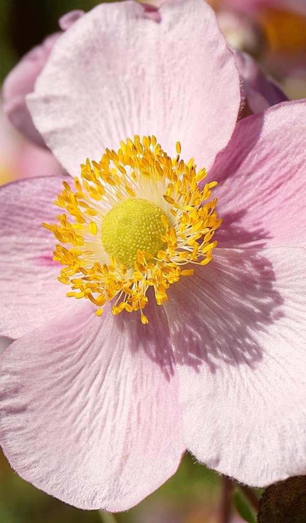 Розовый цветок анемона с бутоном крупным планом