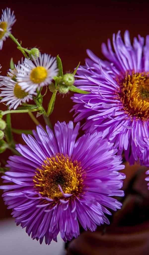 Розовые осенние цветы сентябринка в вазе