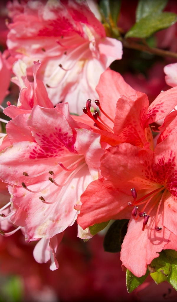 Розовые цветы азалия крупным планом