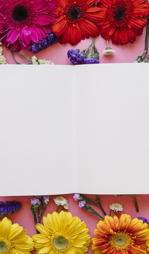 Розовый фон с герберами и белым листом для открытки