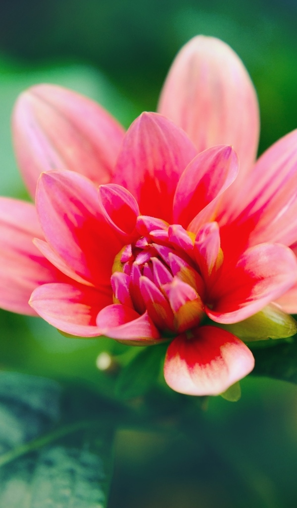 Розовый распускающийся цветок георгина с зелеными листьями