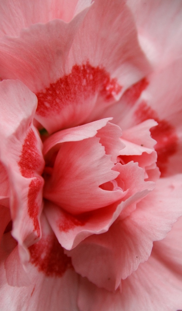 Розовая гвоздика крупным планом