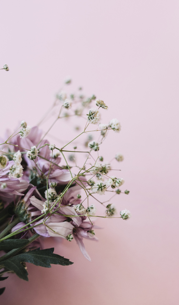 Розовые цветы хризантемы с цветами гипсофилы на белом фоне