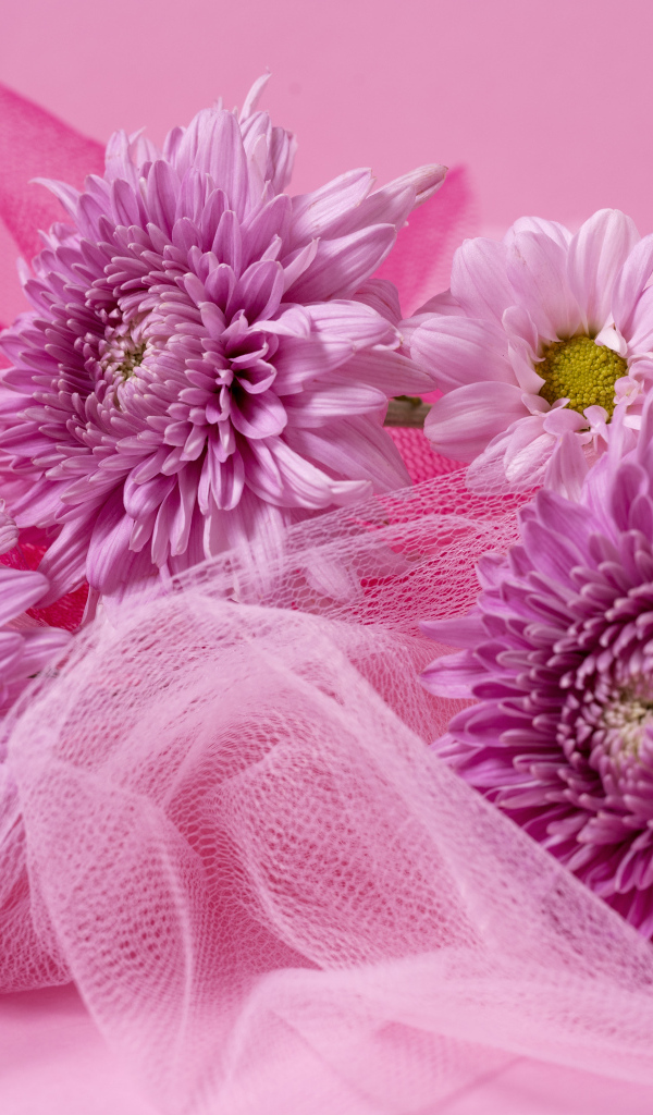 Розовые хризантемы и вуаль на розовом фоне