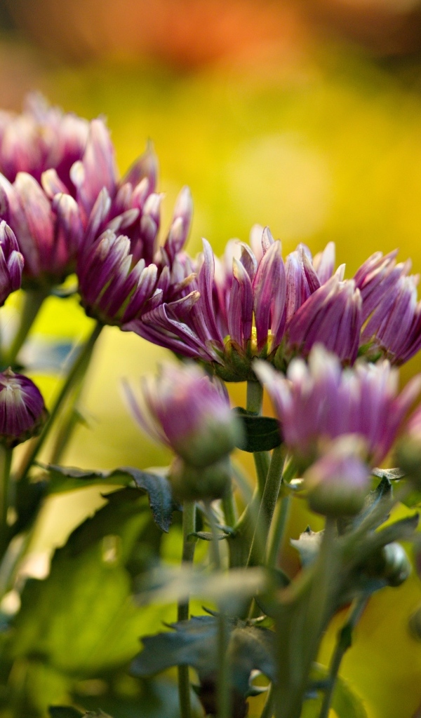 Розовые распускающиеся хризантемы на клумбе