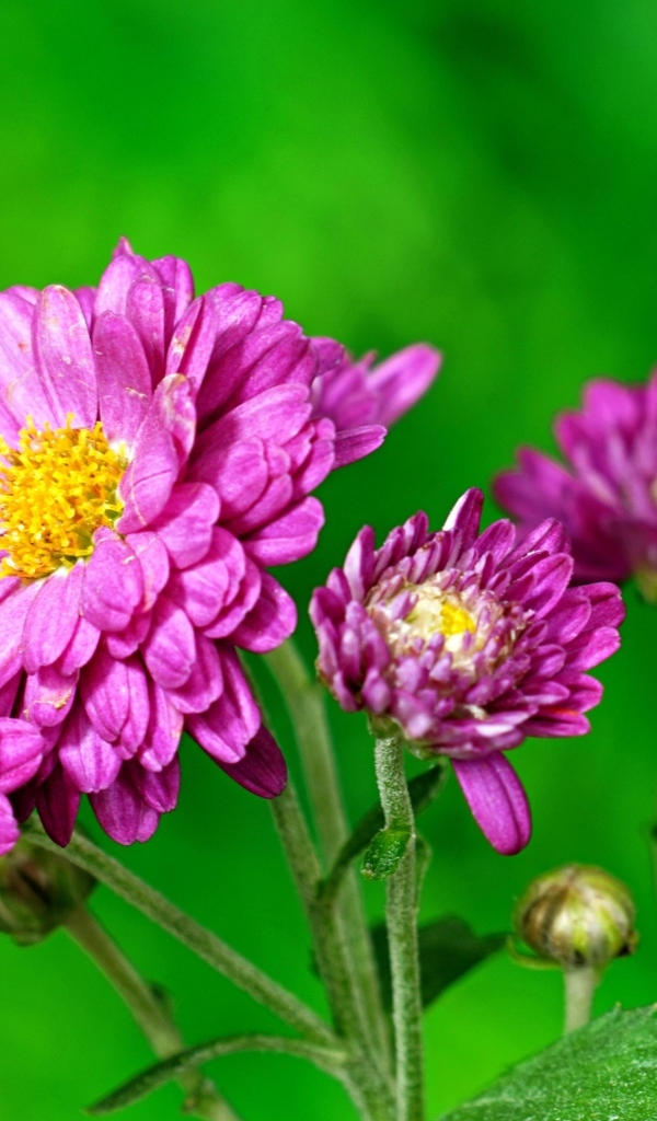 Розовые  хризантемы на зеленом фоне