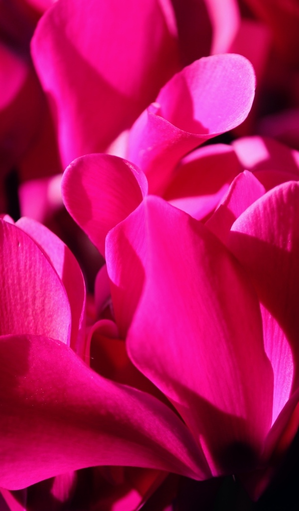 Розовые цветы цикламена крупным планом