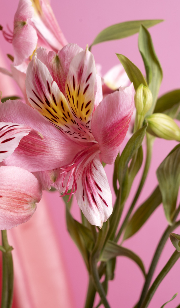 Розовые нежные цветы альстромерия крупным планом