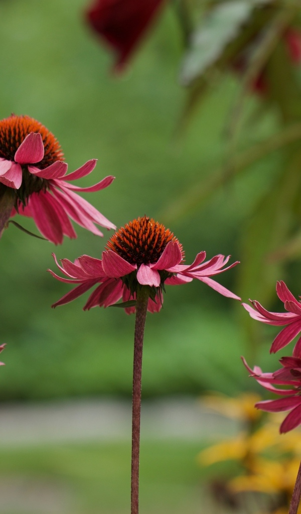 Розовые цветы эхинацея на клумбе