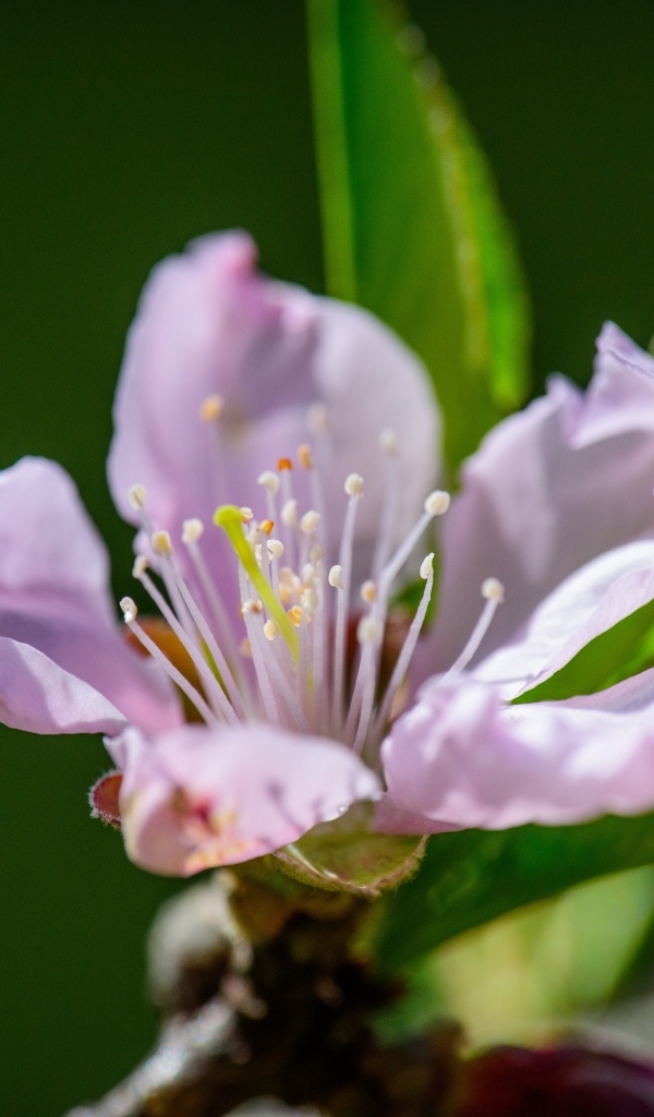 Розовый цветок на ветке дерева весной с зелеными листьями