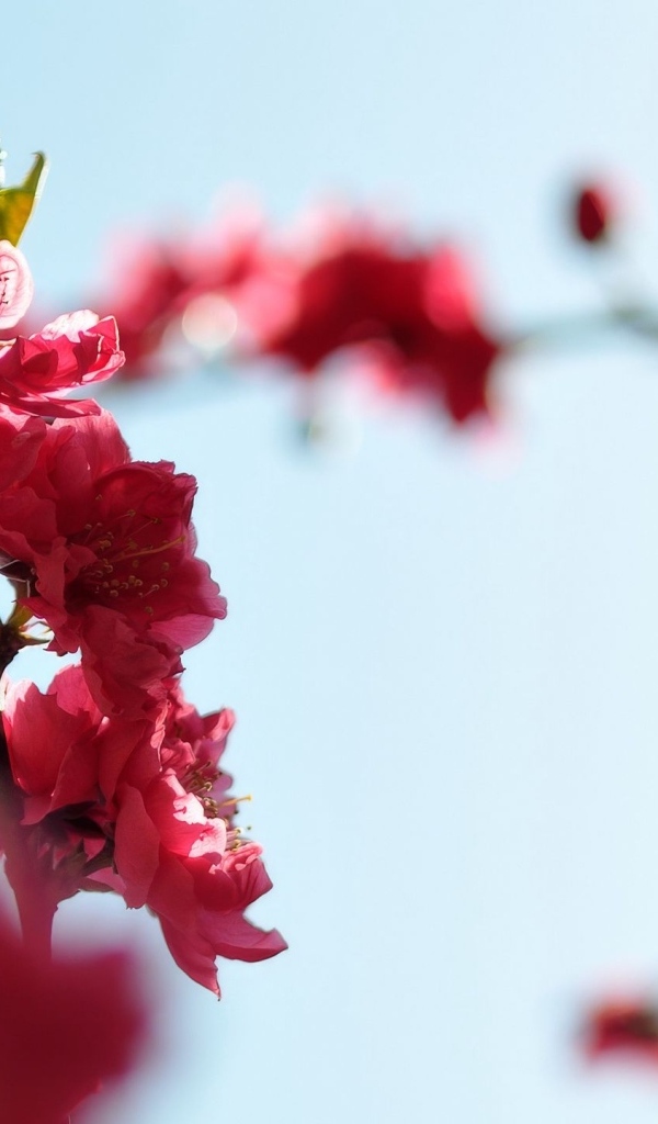 Розовые цветы на ветке на фоне голубого неба весной