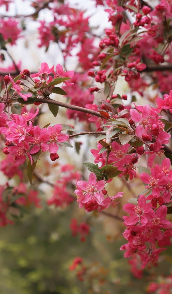 Розовые цветы на ветках дерева весной