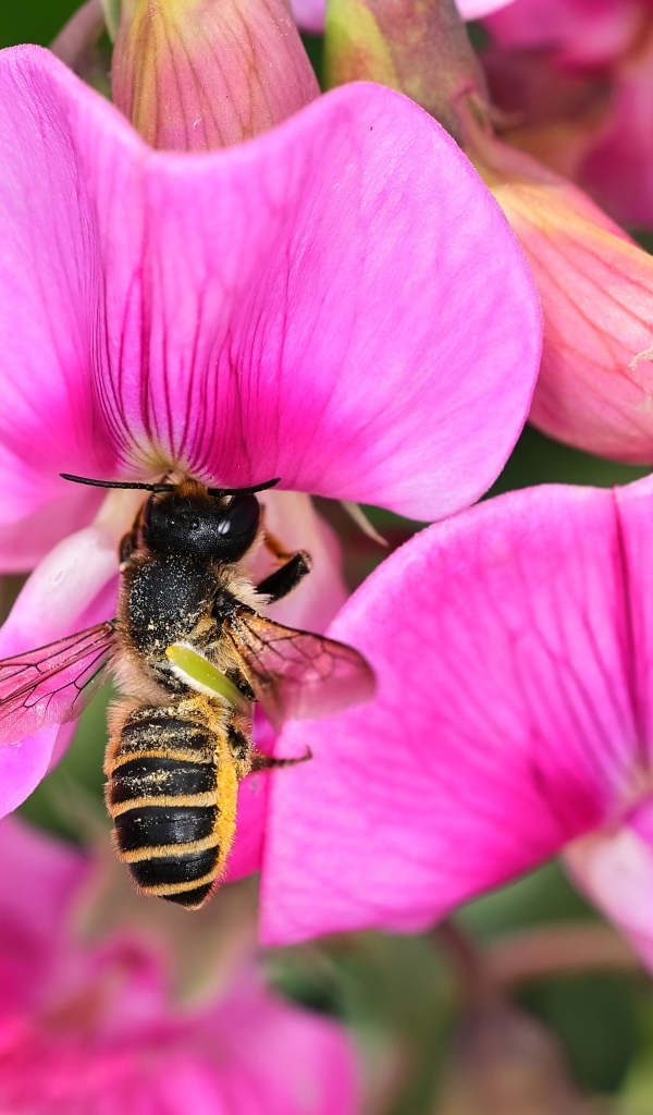 Розовые цветы с пчелой крупным планом
