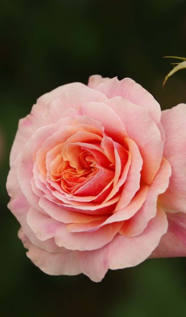 Розовая ароматная роза с бутоном 