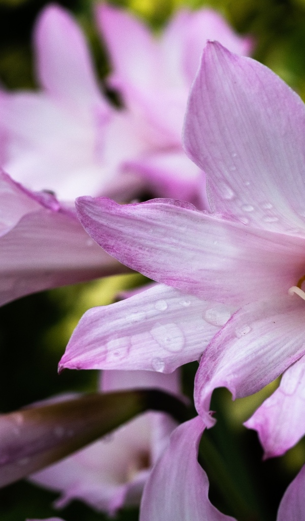 Розовые садовые лилии в каплях росы крупным планом