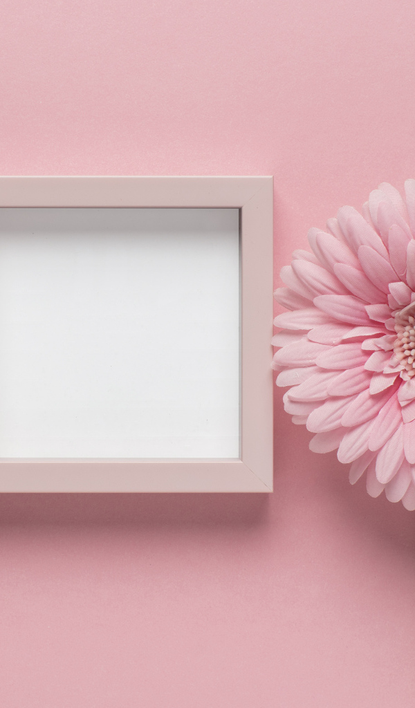 Розовая гербера с рамкой на розовом фоне, шаблон для открытки