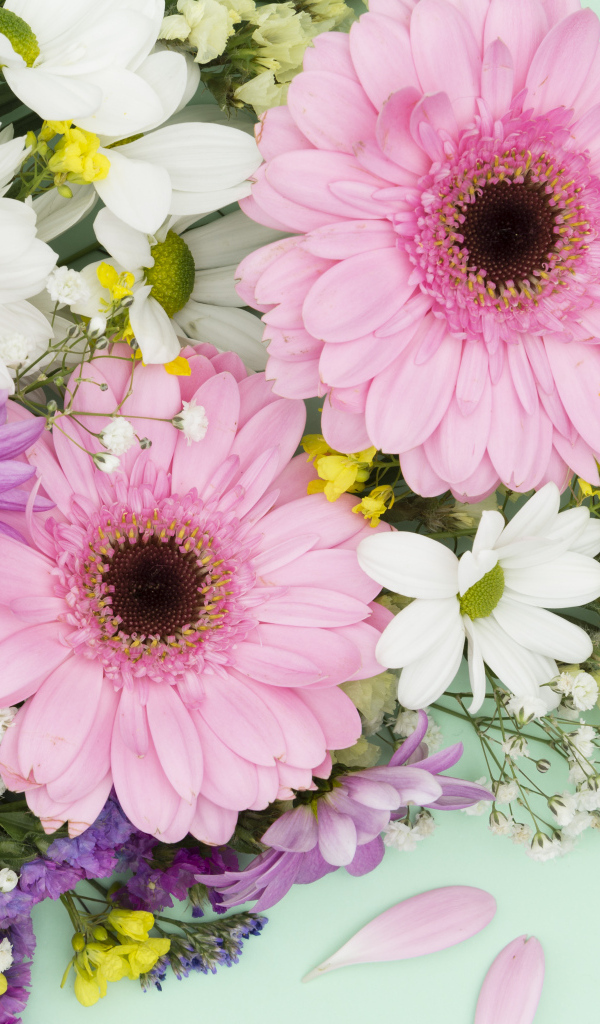 Розовые герберы и цветы хризантемы на голубом фоне