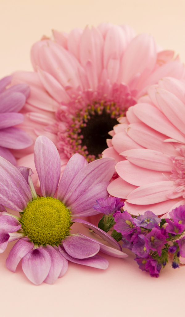 Розовые герберы и хризантемы крупным планом