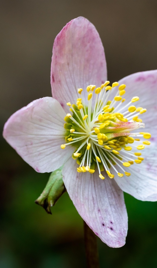 Розовый цветок морозник крупным планом