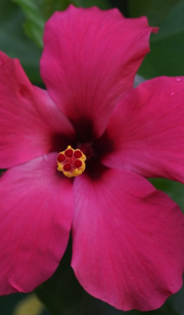 Розовый гибискус вид сверху