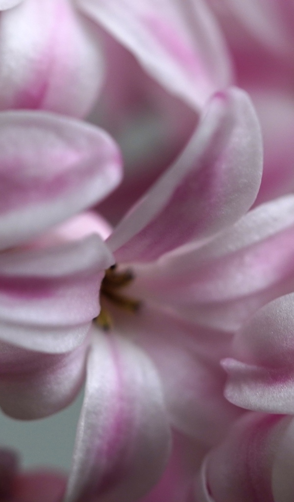 Розовые цветы гиацинта крупным планом