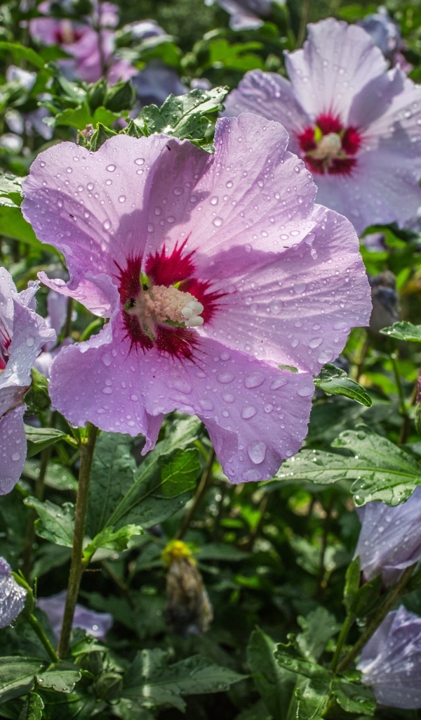 Розовые цветы лаватера в каплях воды